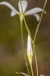 Shortleaf rose gentian